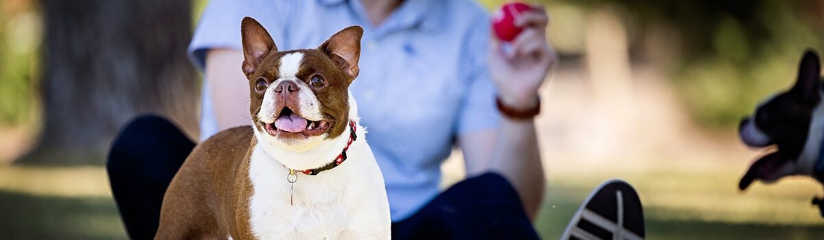 dog with man in background holding a ball