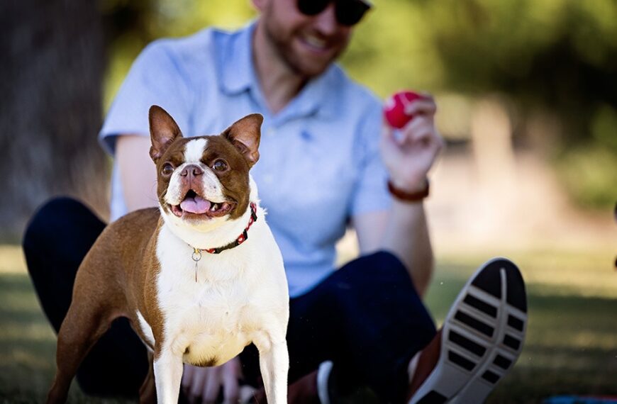 dog with man in background holding a ball